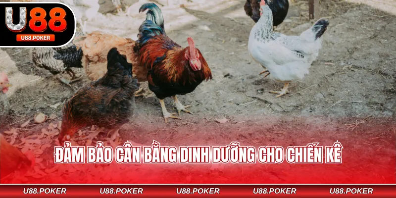 Đảm bảo cân bằng dinh dưỡng cho chiến kê