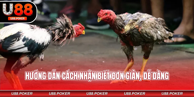 Hướng dẫn cách nhận biết đơn giản, dễ dàng